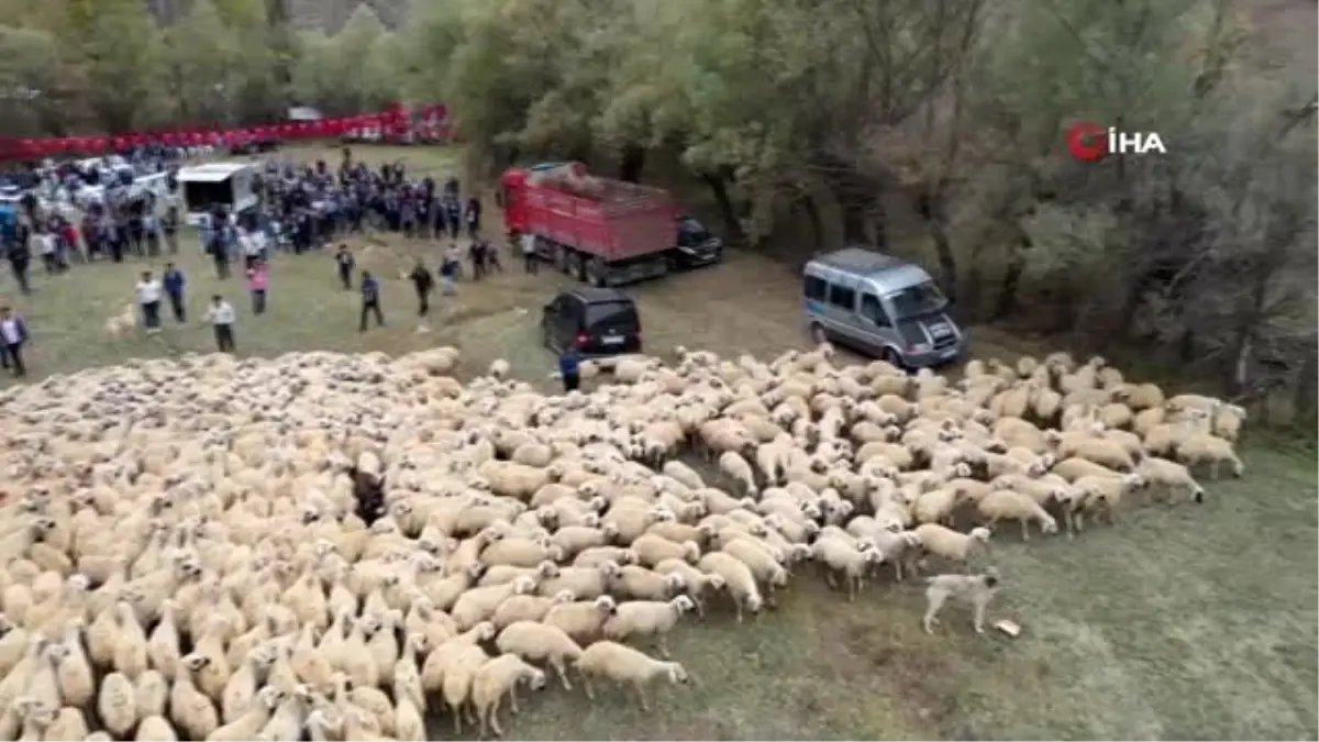 Sivas\'ta renkli görüntülere sahne olan "koç katım töreni" havadan görüntülendi