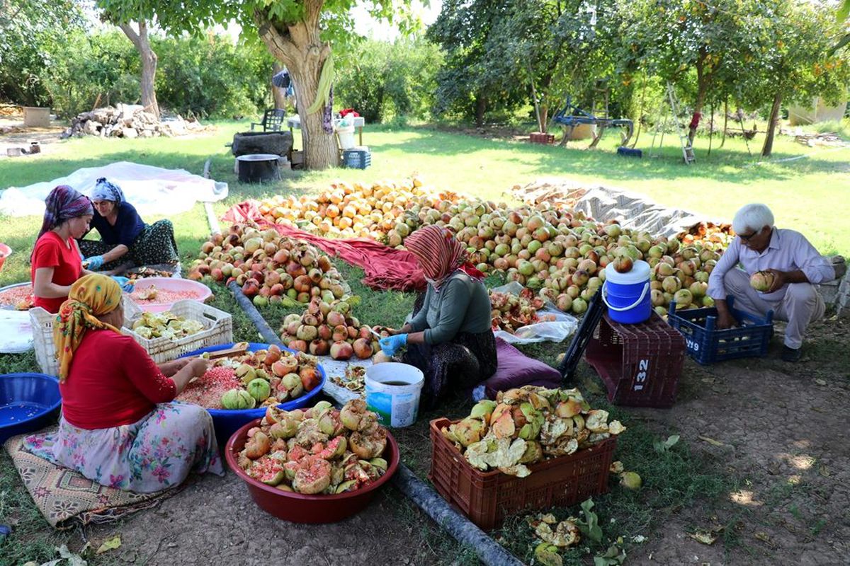 Suruç\'ta nar ekşisi zamanı
