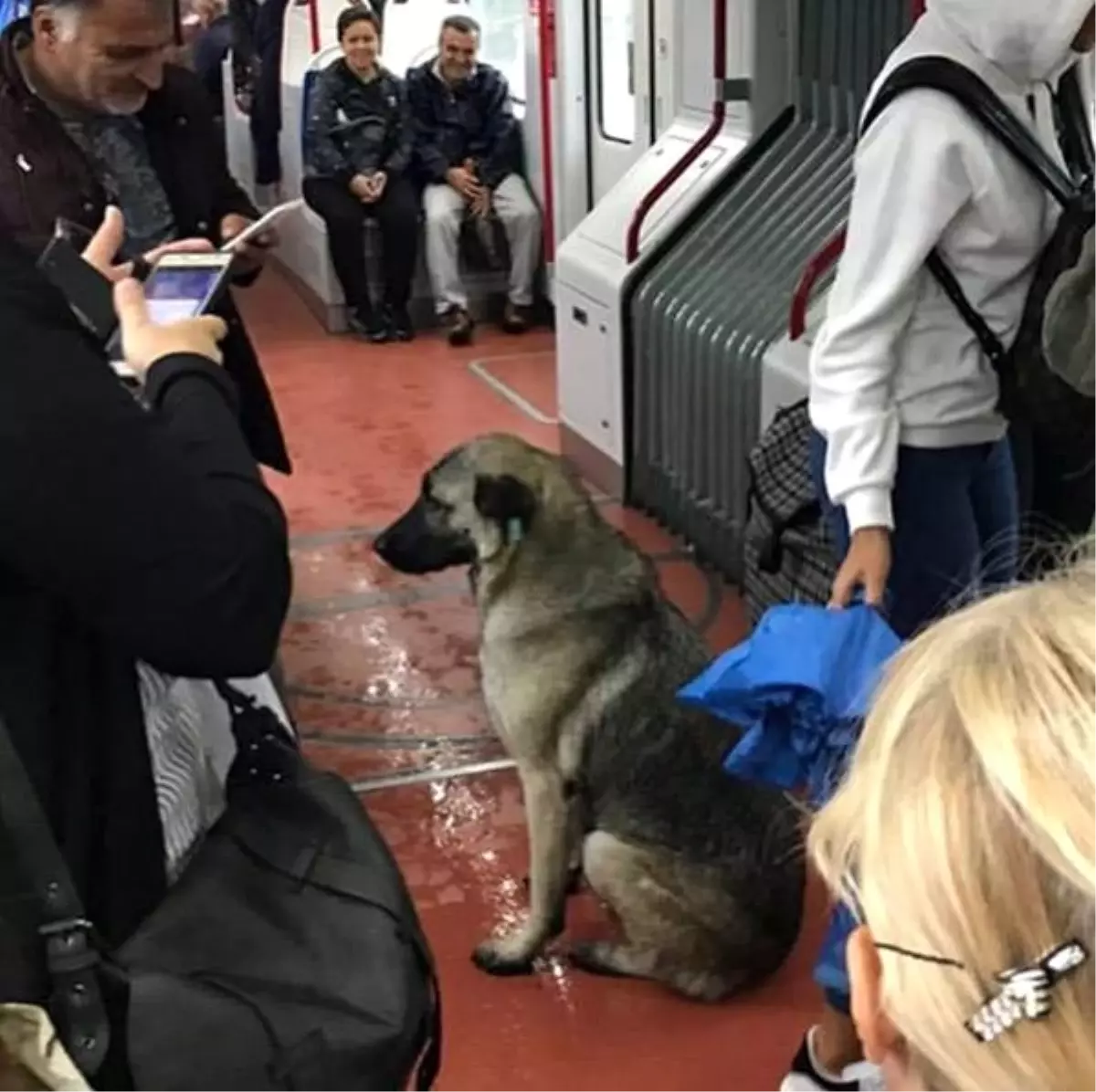 Yağmurda tramvaya sığındı