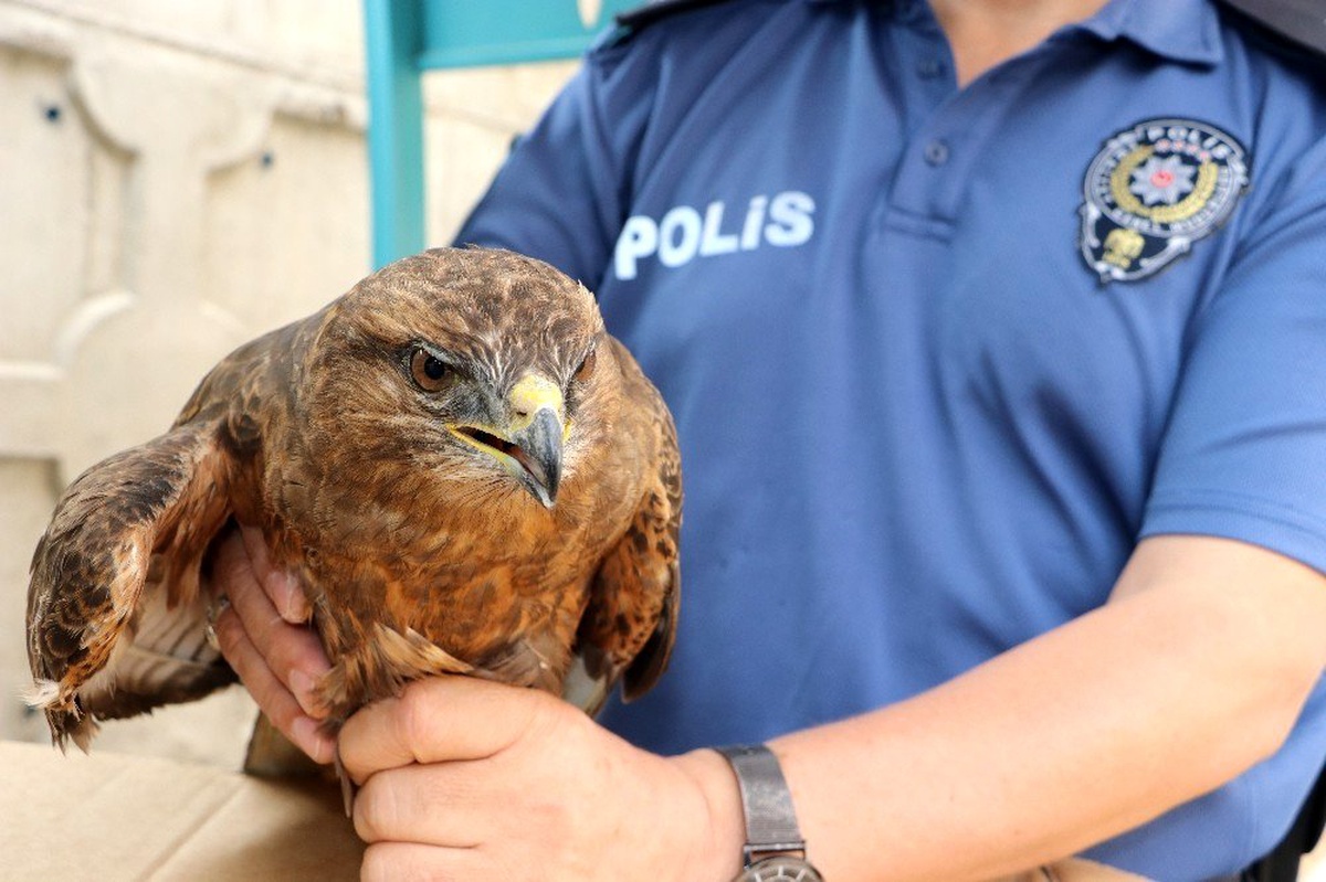 Akıma kapılan kızıl şahine polis sahip çıktı