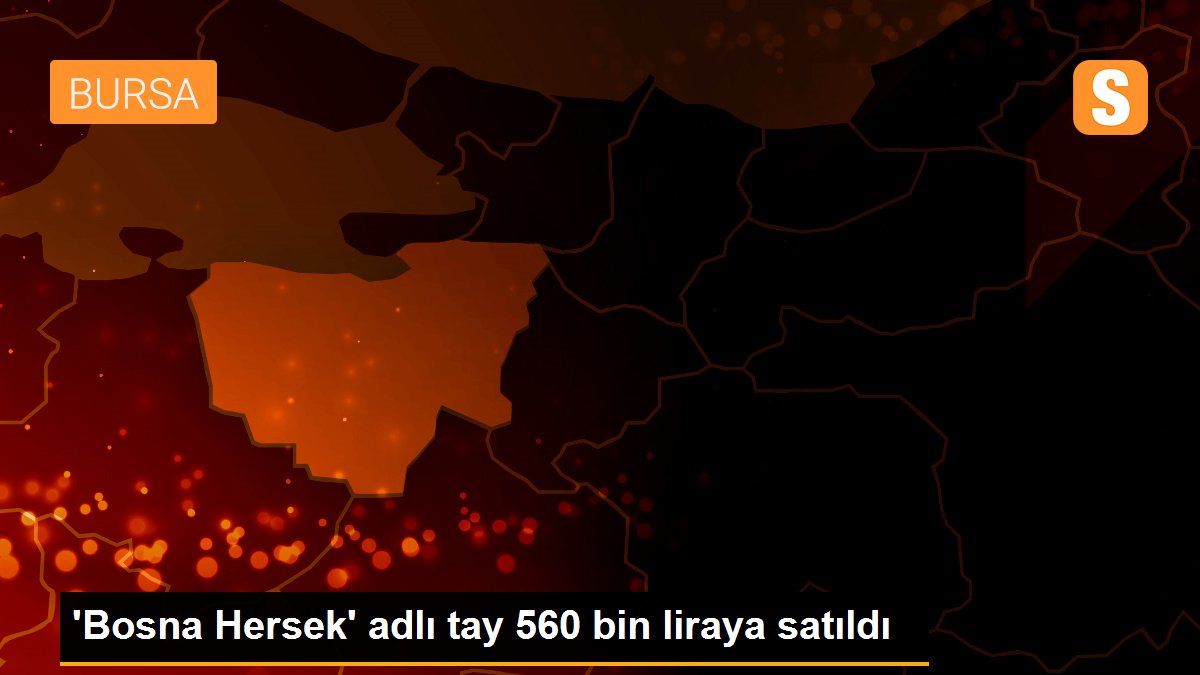 \'Bosna Hersek\' adlı tay 560 bin liraya satıldı