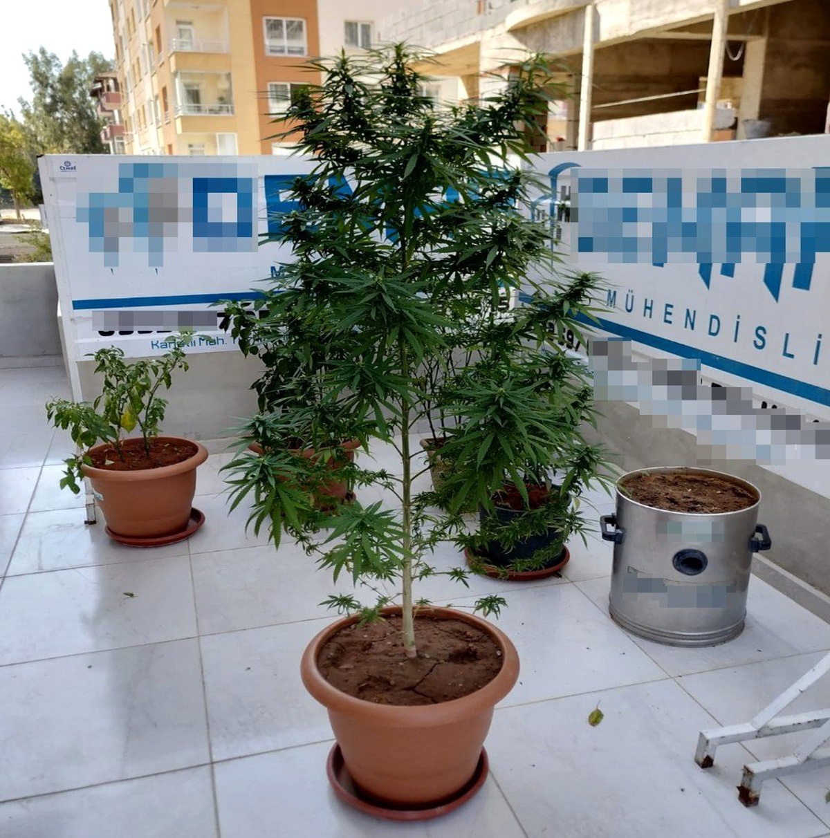 Çiçek saksısında Hint keneviri yetiştirdi
