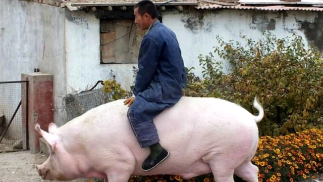 Çin et talebini karşılamak için ayı büyüklüğünde “süper domuz