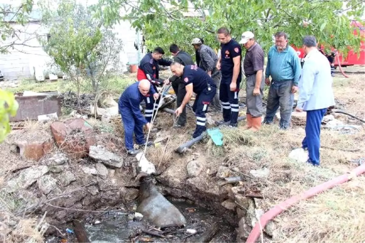 Foseptiğe düşen inek ve kaplumbağa kurtarıldı