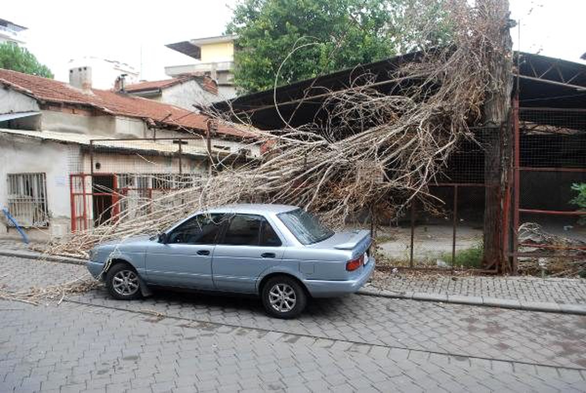 Pamukkale\'de otomobilin üzerine kavak ağacı devrildi