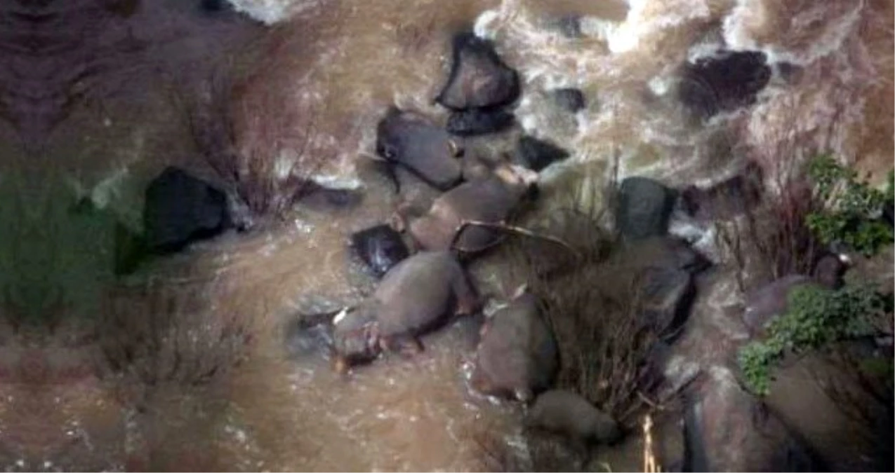 Şelaleden düşen yavru fili kurtarmaya çalışan 11 fil telef oldu