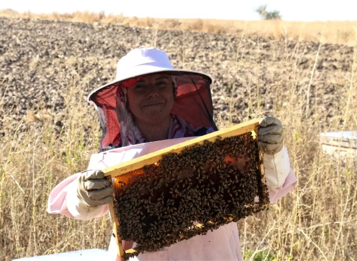 Arı fobisi işe dönüştü yılda 750 kilo bal üretiyor