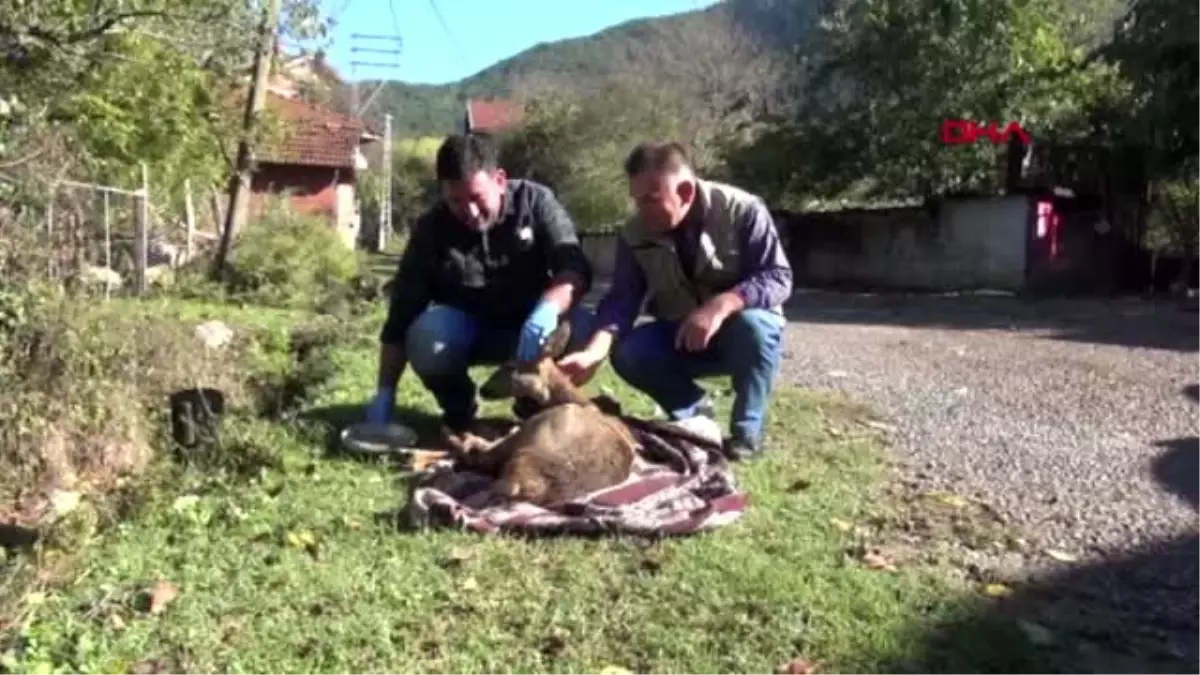 Bartın köpeklerin saldırdığı karacayı, süpürge ile kurtardı
