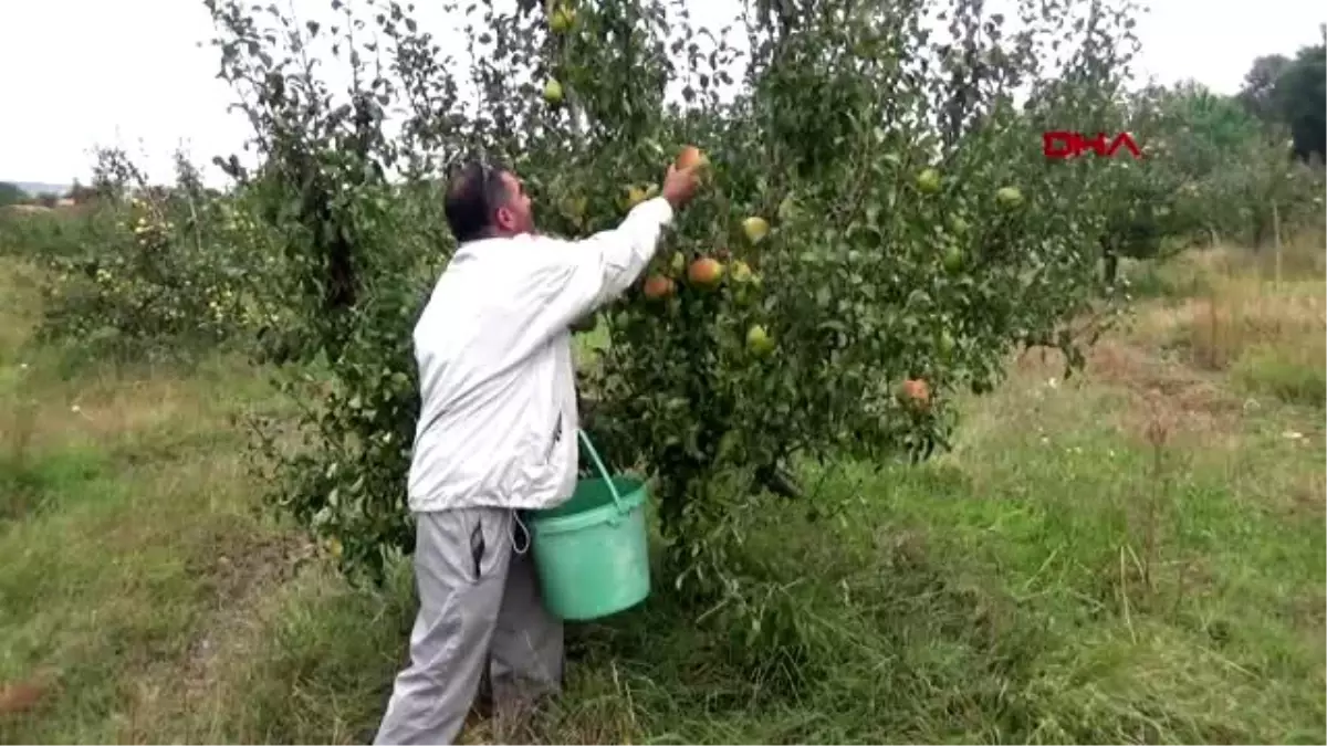 Çanakkale \'yetişmez\' denilen yerde 40 ton deveci armudu üretti