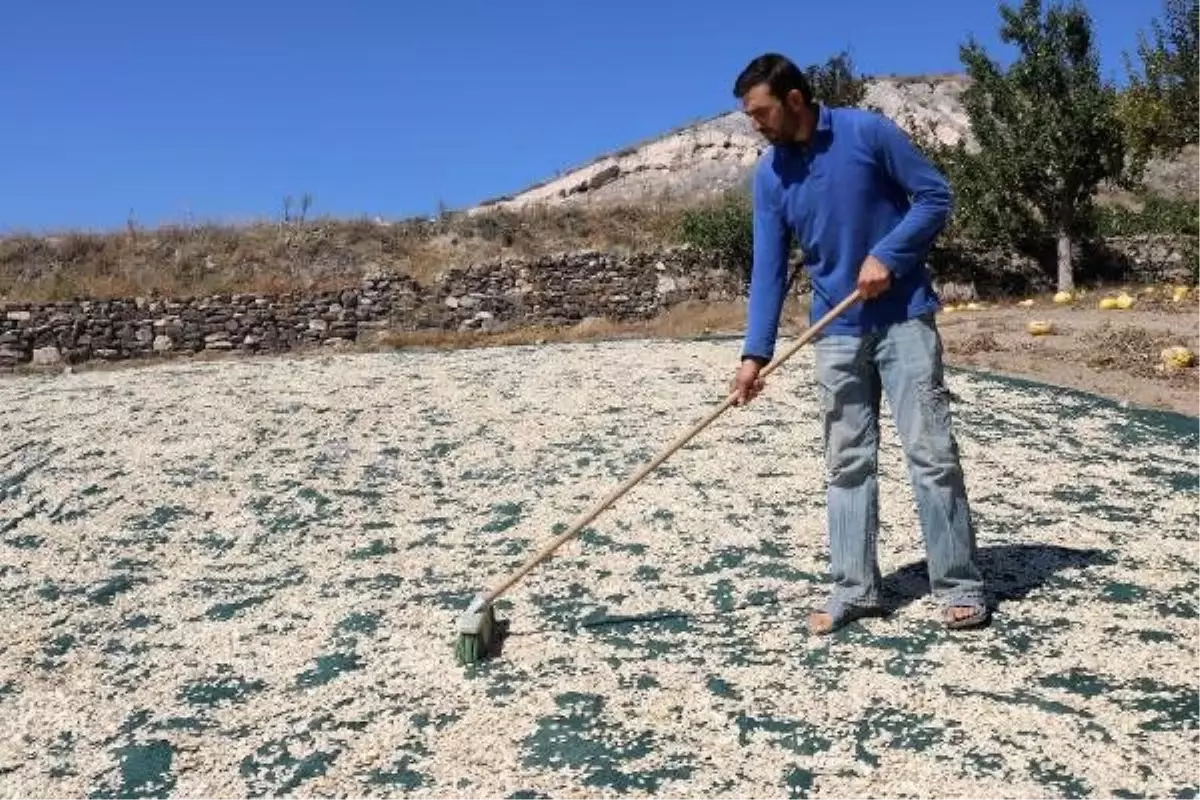 Çerezlik kabak çekirdeğinde hasat zamanı