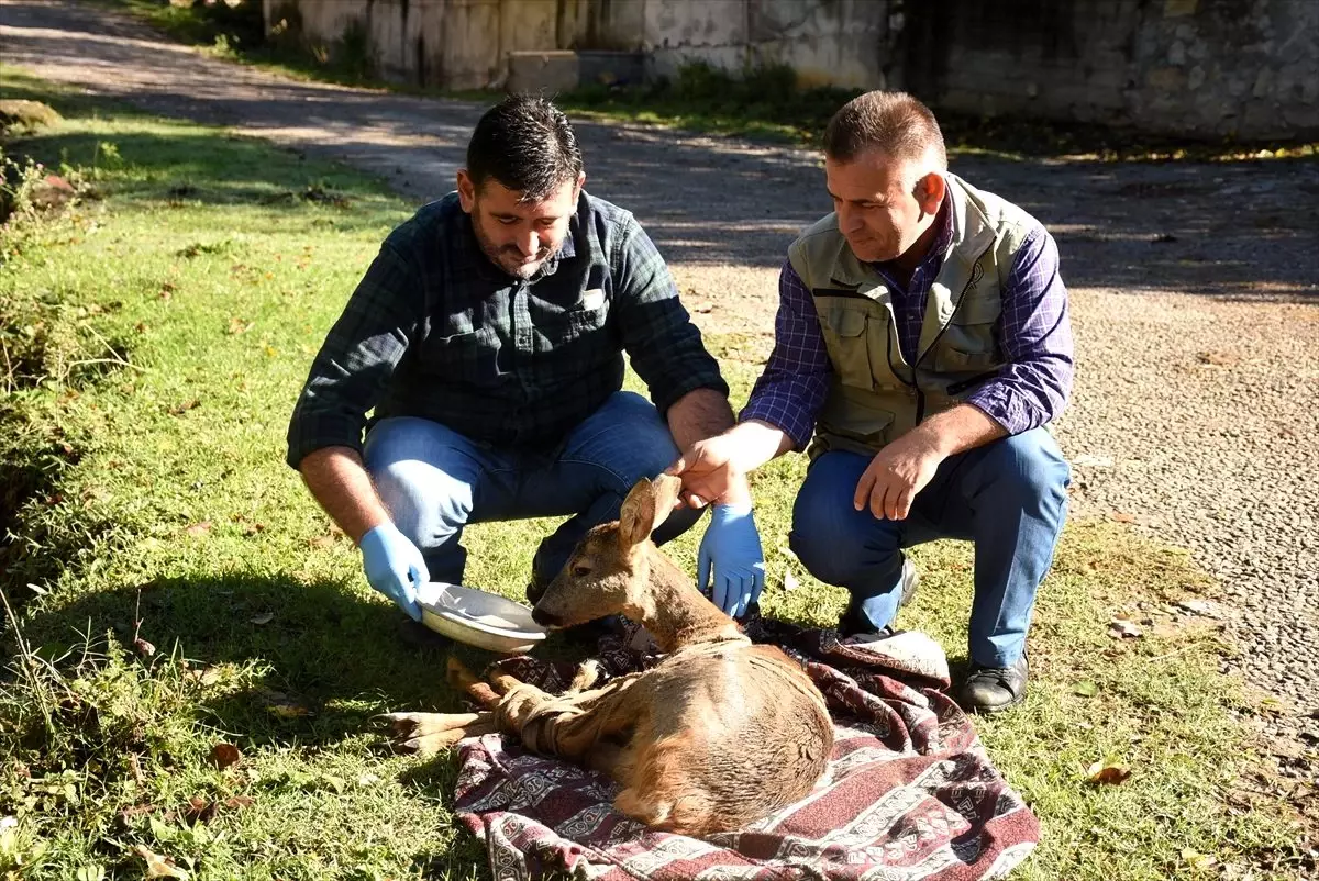 Köpeklerin saldırdığı karacayı köylü çift kurtardı