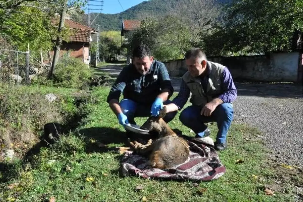 Köpeklerin saldırdığı karacayı, süpürge ile kurtardı