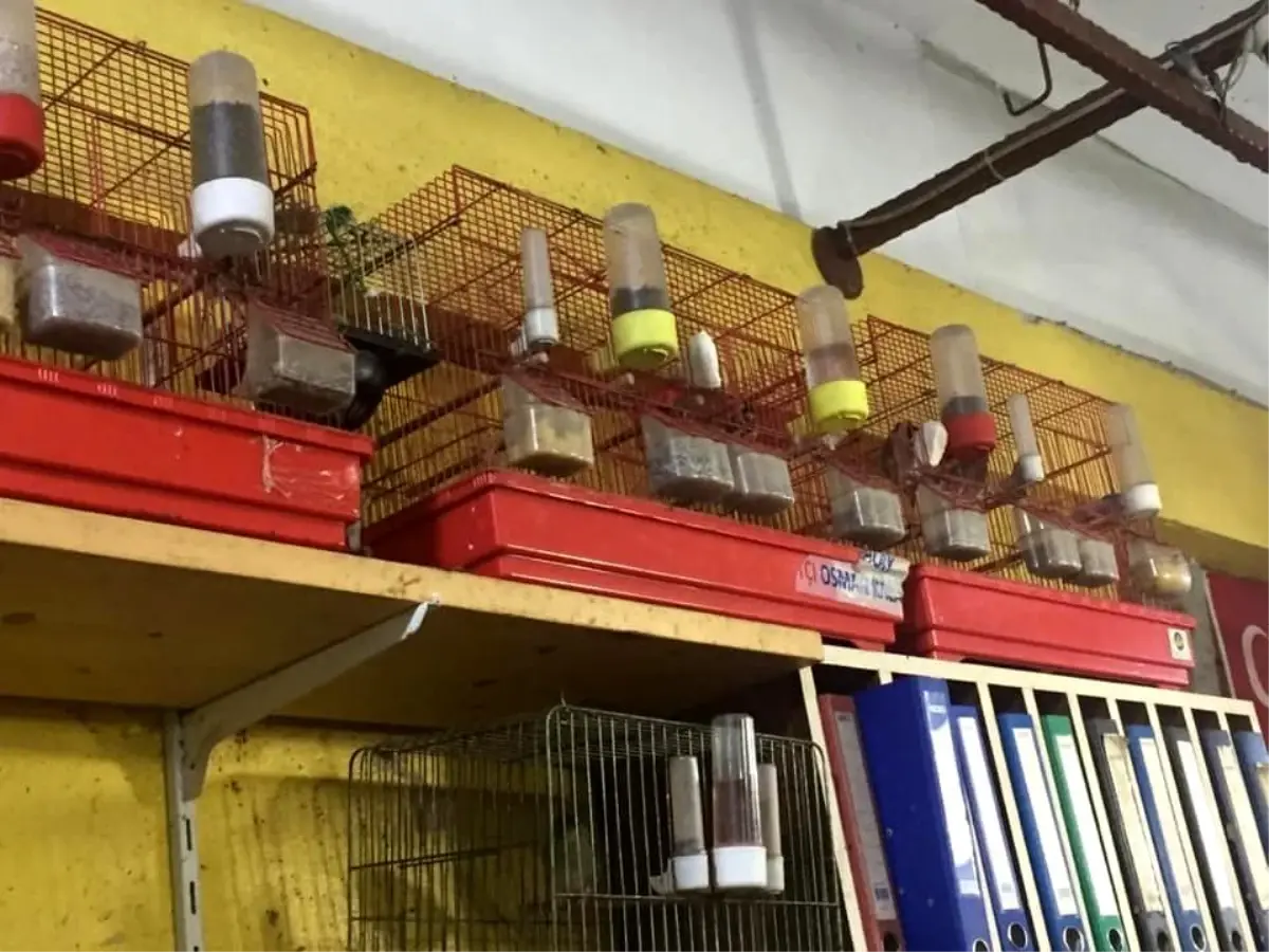 Koruma altındaki kuşları kafeste besleyen şahsa 13 bin 390 TL ceza