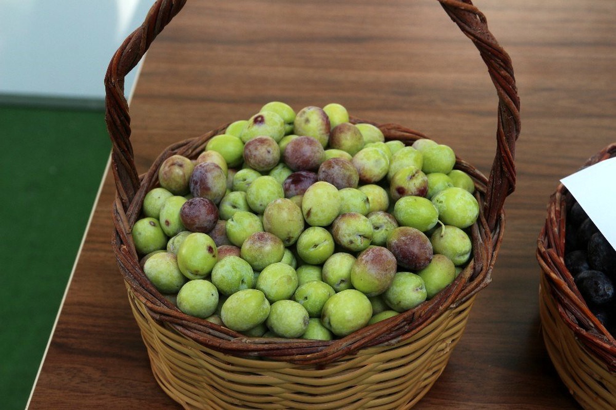 Mut Zeytin ve Zeytinyağı Şenliği 11 Ekim\'de