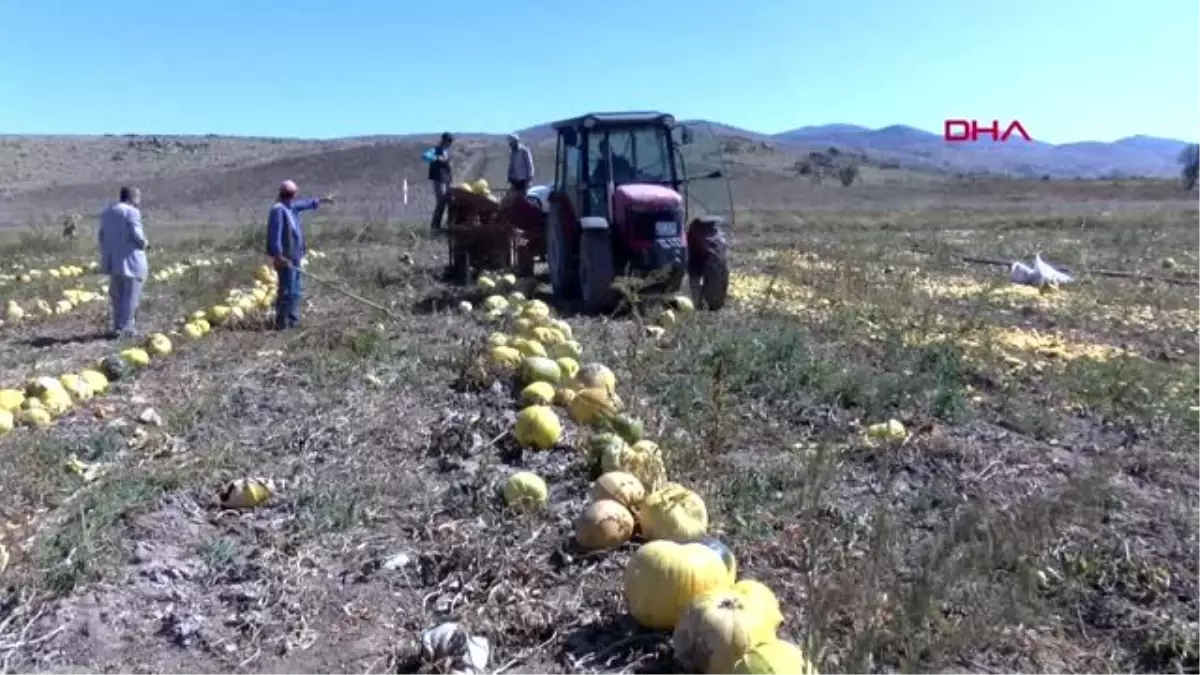 Nevşehir çerezlik kabak çekirdeğinde hasat zamanı