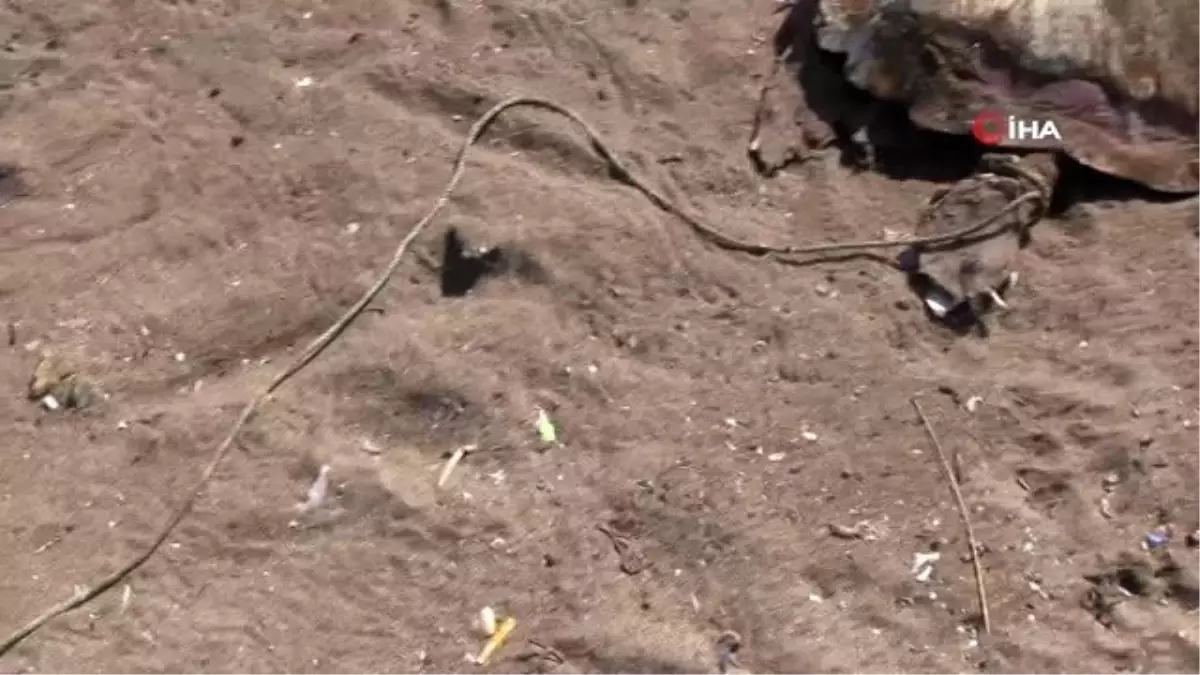 Sahilde kafasından darbe almış ve ayağı bağlanmış ölü deniz kaplumbağası bulundu