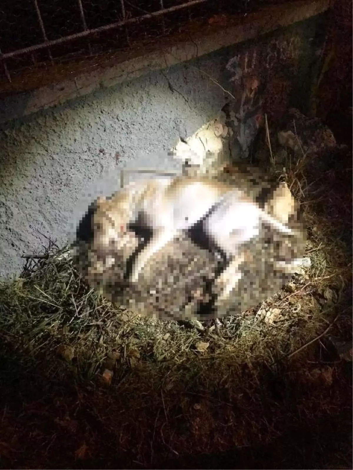 Sokak köpeği, av tüfeği ile öldürüldü