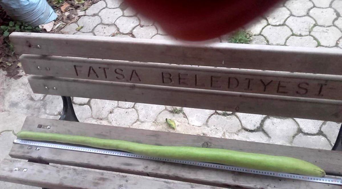 1 metre 27 santimlik kabak