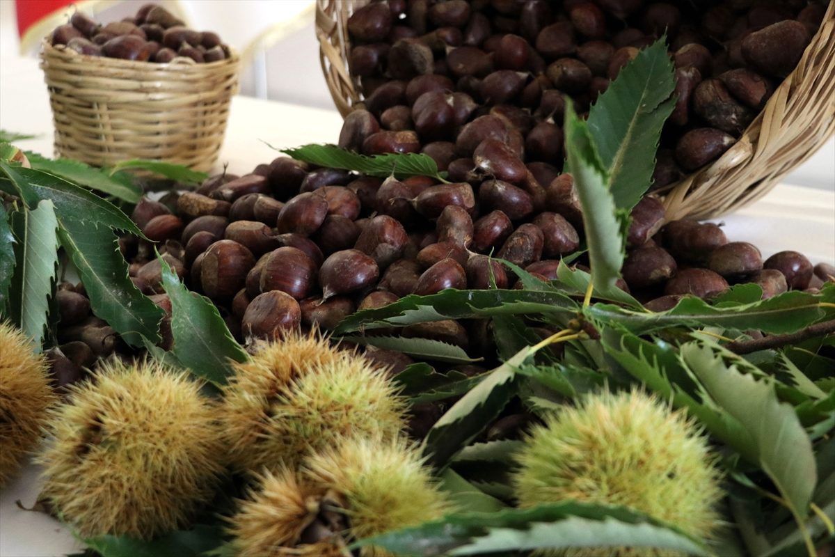 Aydın\'da sezonun ilk kestanesi kilogramı 80 liradan satıldı