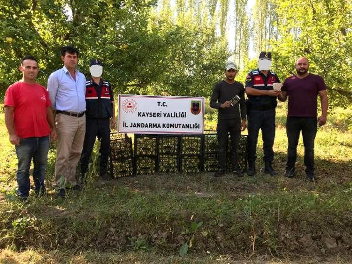 Kayseri\'de bahçelerden elma hırsızlığı şüphelisi yakalandı