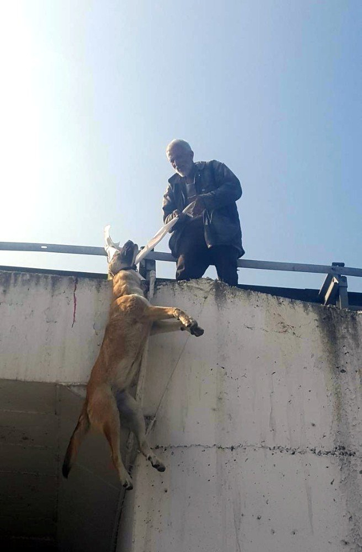 Köpeği boynundan köprüye astı