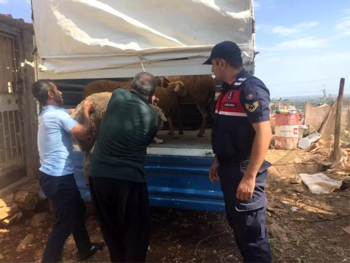 Silifke\'de çalınan hayvanlar jandarma ekiplerince bulundu