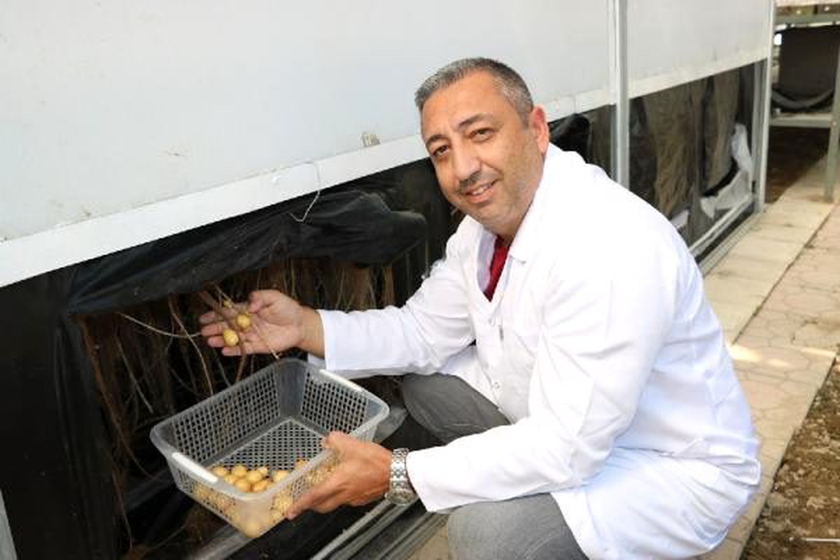 Topraksız patates üretiminde verim arttı