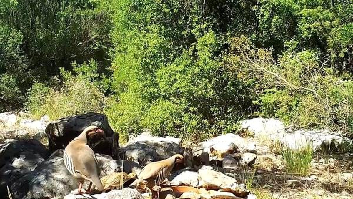 Yaban hayvanları, fotokapanla görüntülendi