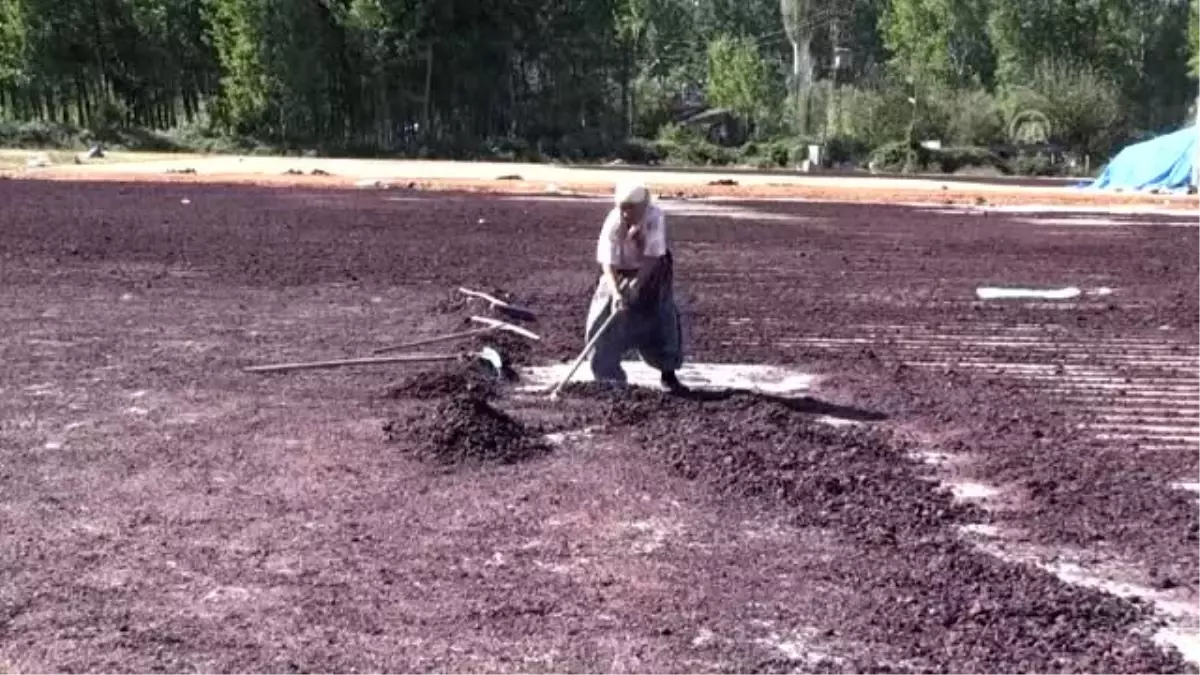 Atık meyve çekirdekleri ekonomiye kazandırılıyor