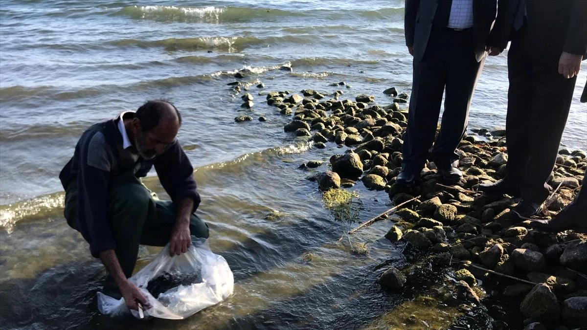 İznik Gölü\'ne 6 bin yayın balığı bırakıldı