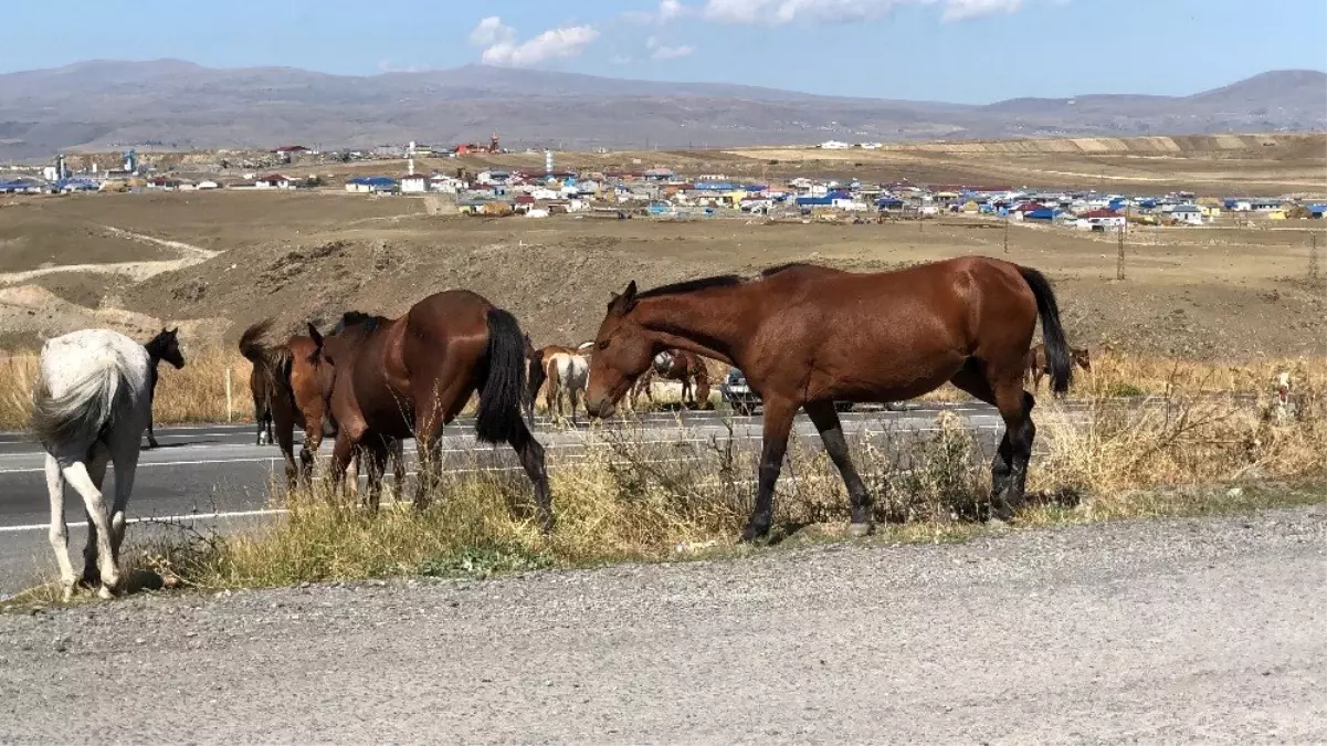 Kars\'ta yılkı atları görüntülendi