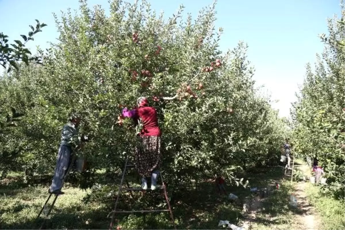 Elma bahçelerinde hasat