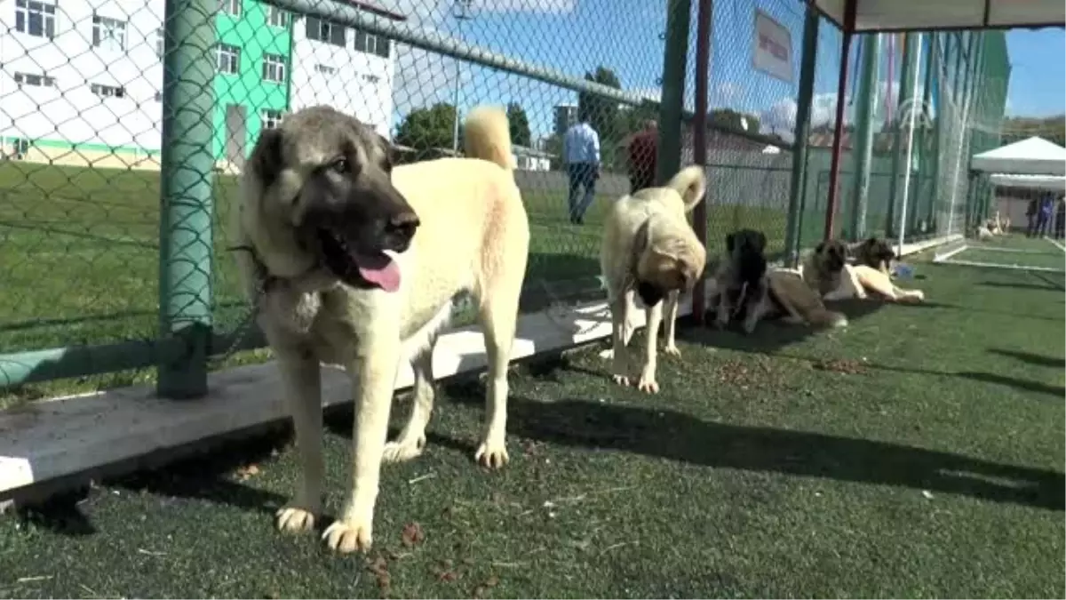 "Kangal Köpeği Güzellik Yarışması" düzenlendi