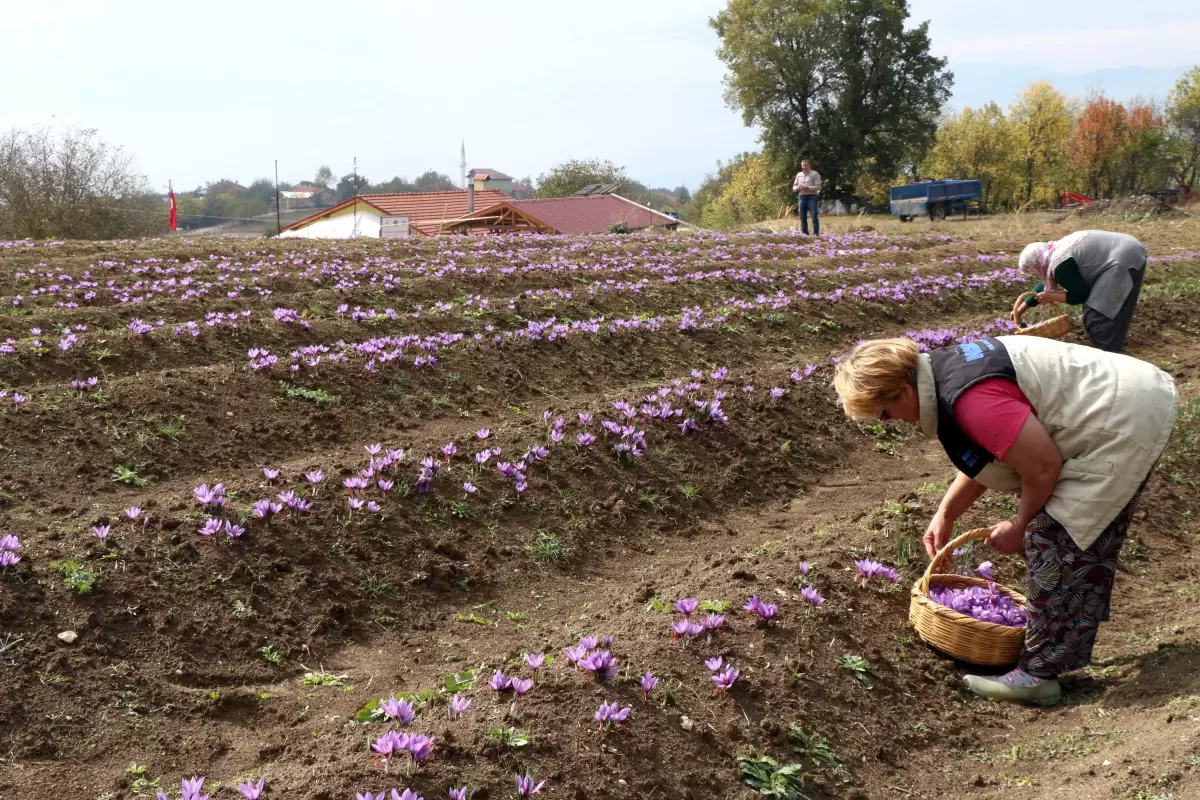 Kilosu 30 bin liradan satılan safran, üreticisinin yüzünü güldürdü