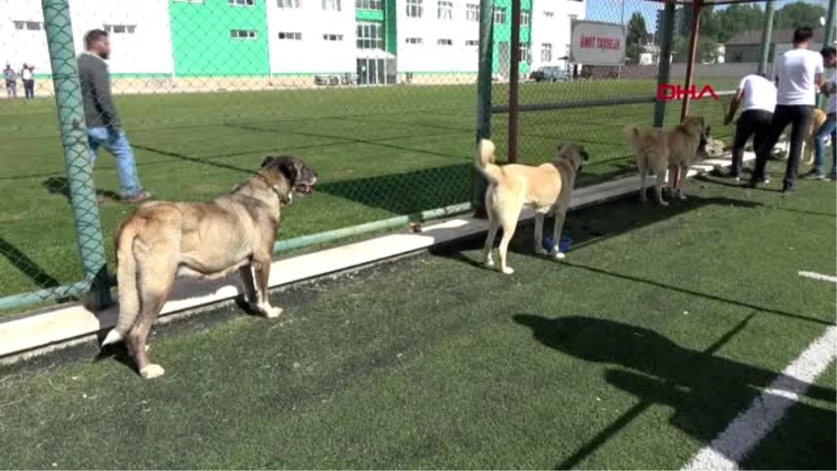 Sivas\'ta, kangal köpeği güzellik yarışması düzenlendi