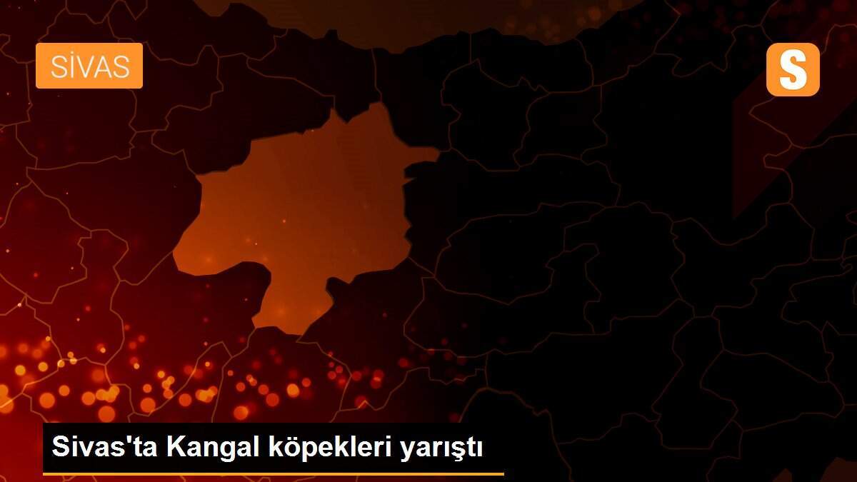 Sivas\'ta Kangal köpekleri yarıştı
