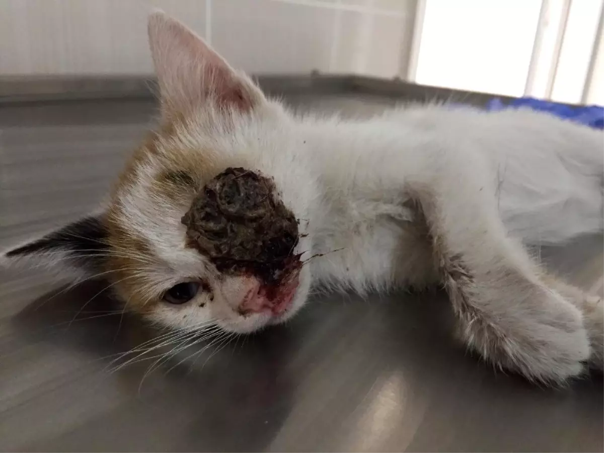 Yavru kedi hem ağaçtan kurtarıldı hem de tümörden
