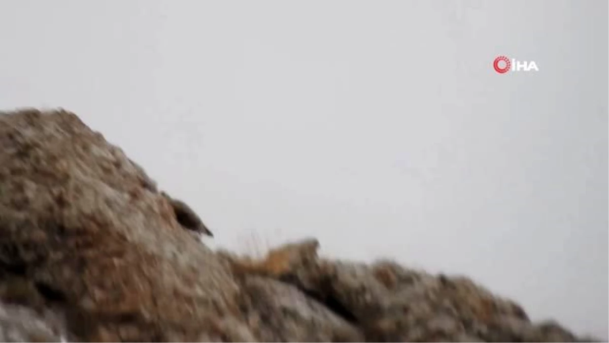 Erzincan\'da nadiren rastlanan ur kekliği görüntülendi