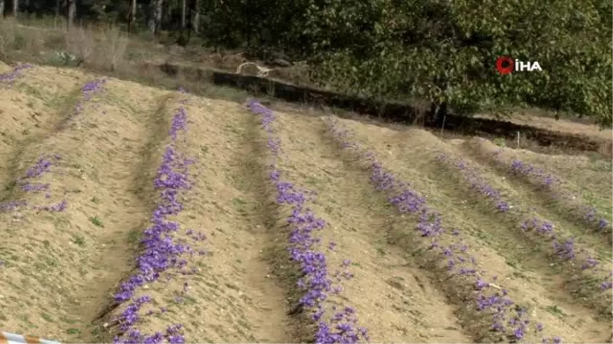 Turistlerin yeni gözdesi "safran tarlaları"