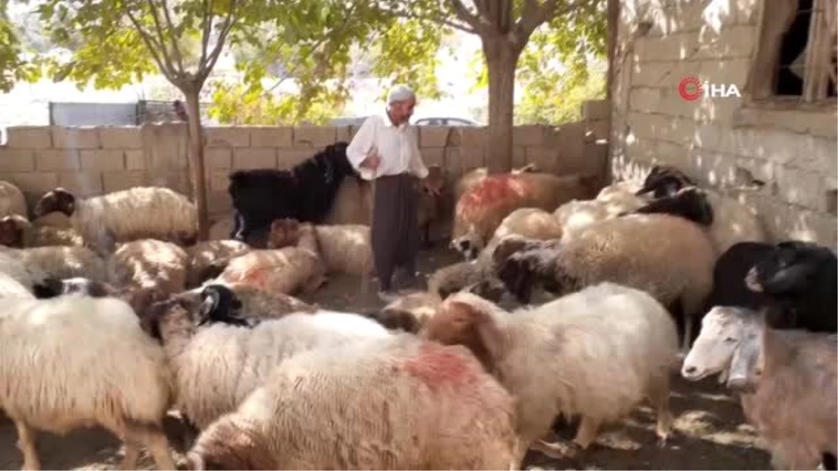 Adıyamanlı çobandan Cumhurbaşkanına çağrı