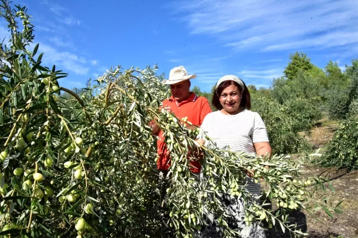 Antalyalı girişimci hibe ile sofralık zeytin fabrikası kurdu