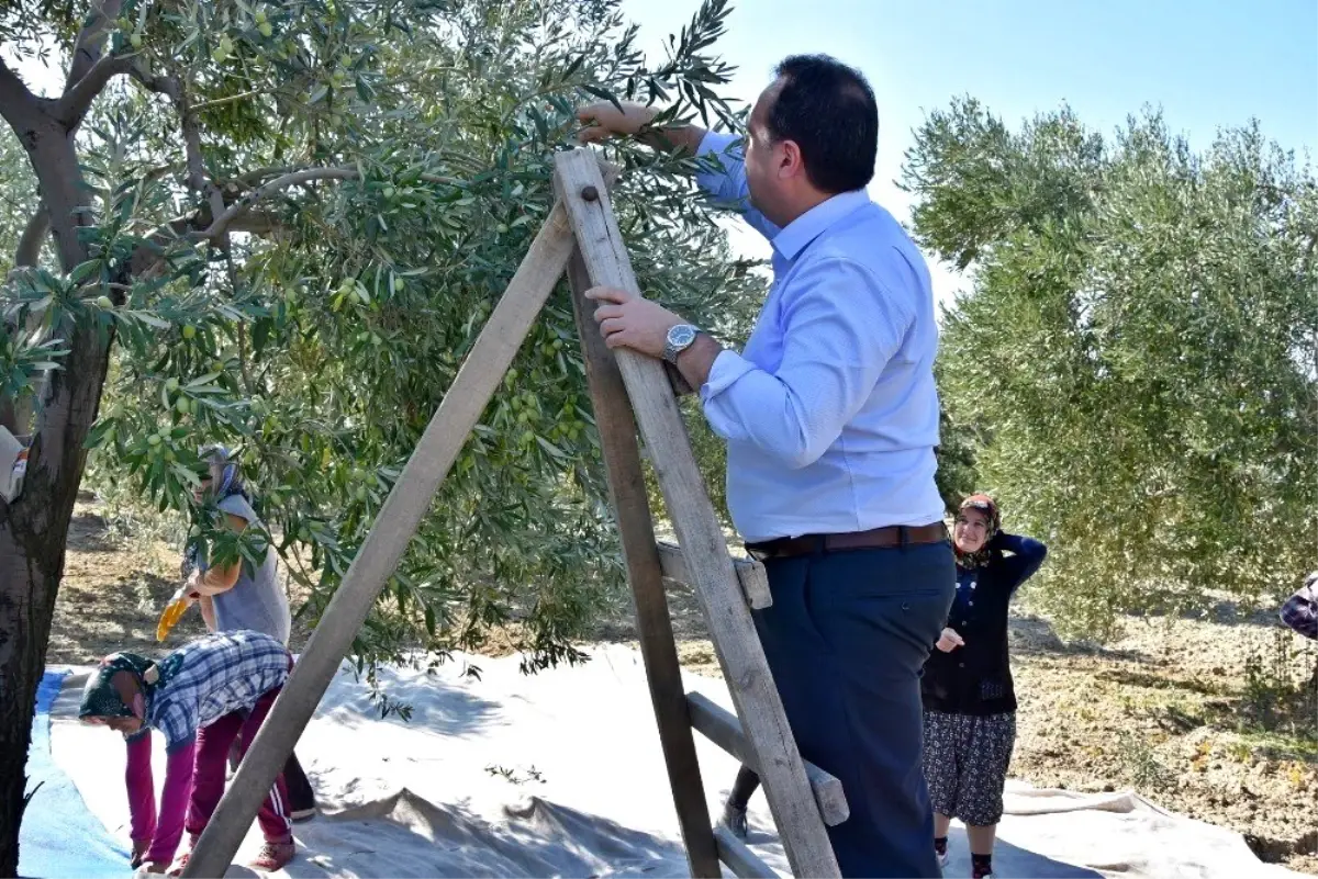 Başkan Dutlulu, çiftçilerle birlikte zeytin topladı