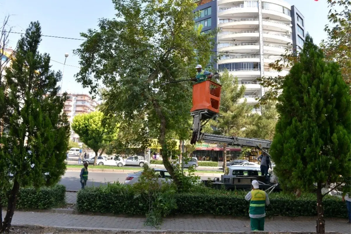 Büyükşehir Belediyesi ağaç budama çalışması başlattı