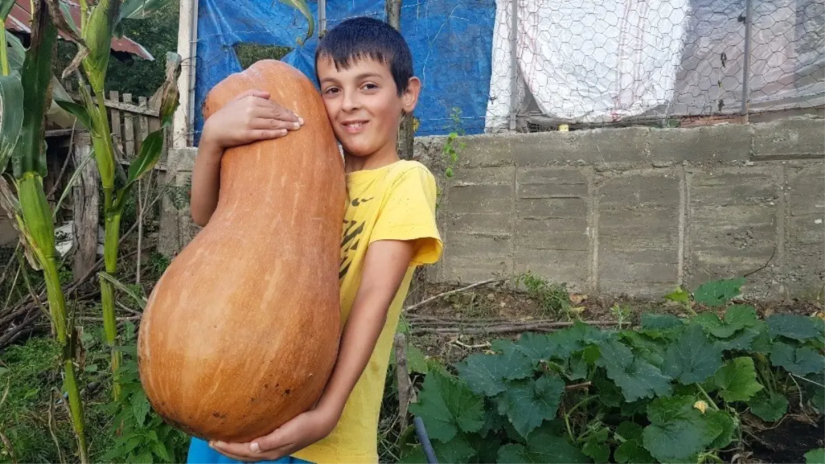 Çocuk boyundaki kabak, üreticisini şaşırttı