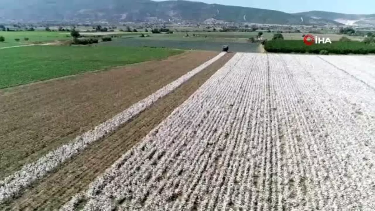 Ege Bölgesi pamuk rekolte tahmini açıklandı