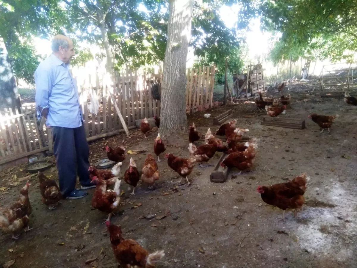 Emekli işçi kurduğu tavuk çiftliğinde organik yumurta üretiyor