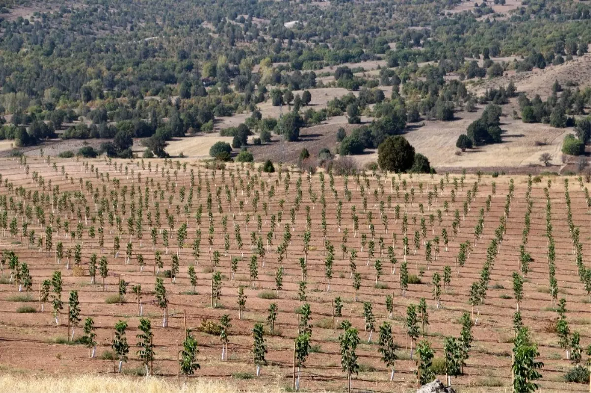 Erzincan\'da ceviz üretimi her geçen gün artıyor