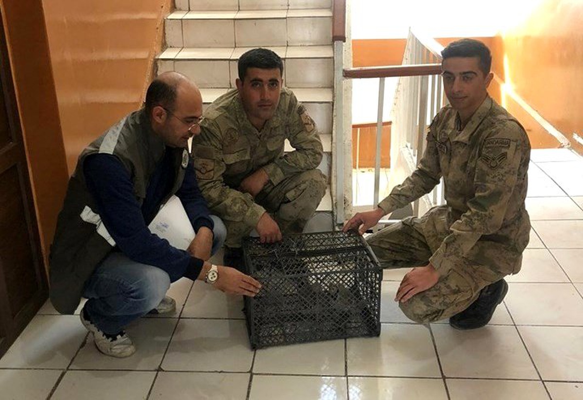 Gürpınar ve Gevaş\'ta kafes avcısı jandarmaya takıldı
