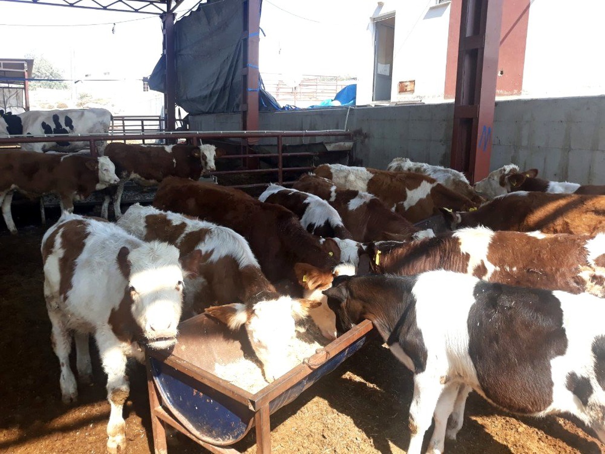 Karabük\'te çalınan hayvanlar Mersin\'de bulundu