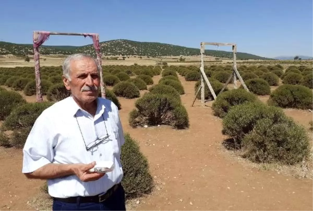 Lavanta bahçesinde bulunan altın dolu kutunun sahibi çıkmadı